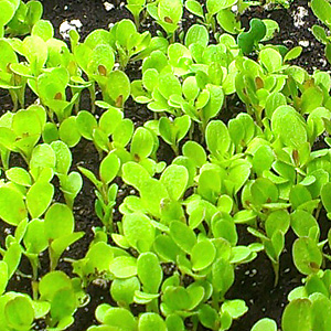 Lettuce Seedlings